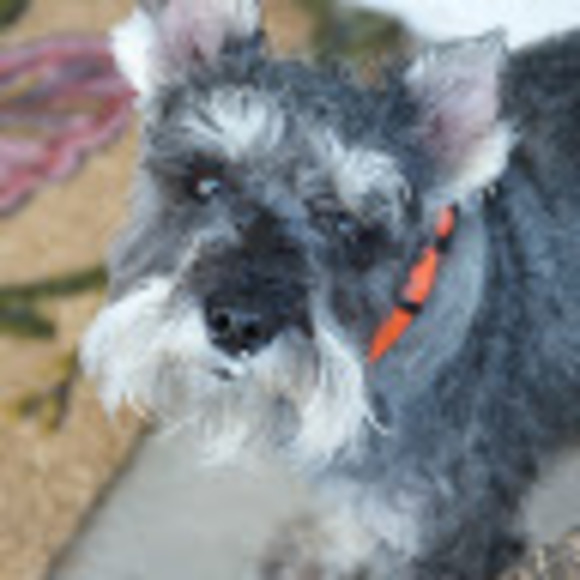 Meet your Posher, Jeffrey - Picture 1 of 1